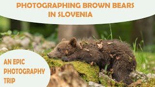 PHOTOGRAPHING BROWN BEARS IN SLOVENIA