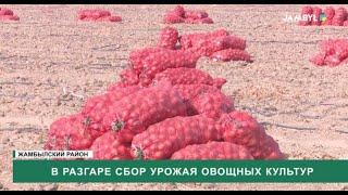 В разгаре сбор урожая овощных культур