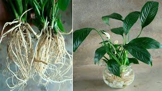 How to grow peace lily in water for beginners | jonh ideas