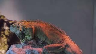 Legends of Lizards: Exploring the Mesmerizing World of Reptiles| Peculiar Planet Pursuit | 4K video