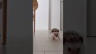 Hedgehog  1091  #shorts #hedgehog #stickyHedgehog #cutehedgehogs #hedgehoglove