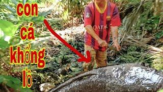 BẮT CÁ CẠN MƯƠNG LÂU NĂM DÍNH TOÀN CÁ KHỦNG | Phúc TV 84/ catch fish