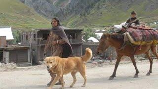 Central Asian Shepherd Dog | Wolf Crusher Of Asia