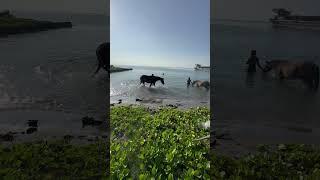 first time to the beach of my horse big mama :)