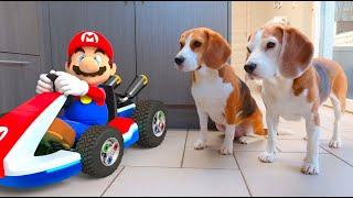  Mario's Ultimate Kart Adventure - Real Life Animation Fun! 
