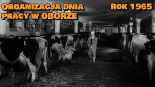 "Organizacja dnia pracy w oborze" (1965) /CAŁY FILM/