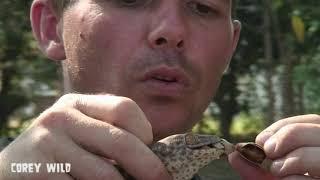 Tokay Geckos Bite Hard!!