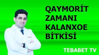 Qaymorit (Haymorit) zamanı Kalanxoe bitkisi