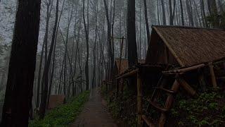 Rain and Fog Ambience in a Quiet Pine Forest to Help You Sleep Peacefully