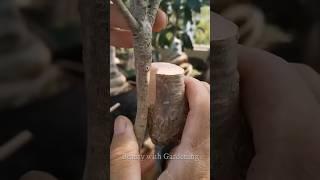 Easiest Technique To Graft Fruit Trees  #grafting #shorts #fruit #viralvideo