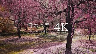 Paradise of Plums: Visiting Kinoshita's Weeping Plum Garden - A Couple's Labor of Love - JAPAN in 4K