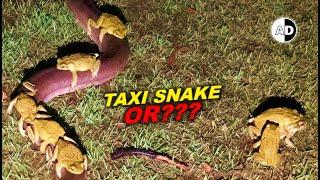 Cane Toads Caught Mating with Python During Storm !