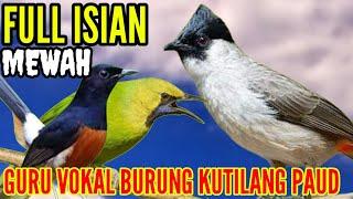 masteran kutilang gacor full isian murai batu _ cucak ijo