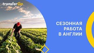 Как поехать на сезонную работу в Англию?