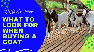 What to look for when buying a goat.