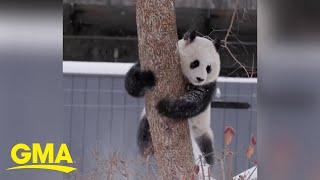 Adorable giant pandas enjoy snow day at their new home, the Smithsonian National Zoo