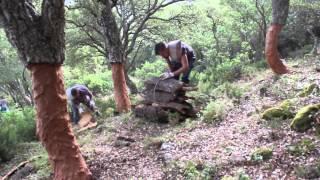 IAPH patrimonio inmaterial Transhabitat: saca del corcho. Parque Natural de los Alcornocales (Cadiz)