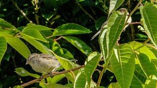 Sparrows / Tiu with Song Call - Birds of Inland Kapiti, New Zealand