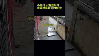 搞笑動物系列第203集 小狗狗没有危险时，老爸就是最大的危险! #科普 #搞笑 #pets #科普 #搞笑 #funny #animals #萌宠 #cat #萌宠 #翻唱 #萌寵 #翻唱 #萌寵