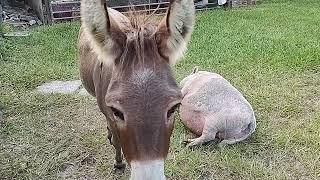 Peanut the Donkey and Da Piggy Toe nibbling...