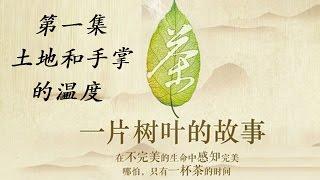 茶,一片树叶的故事 01 土地和手掌的温度