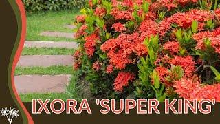 Growing Tips for IXORA (Ixora coccinea) 'SUPER KING' 