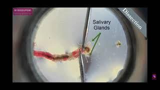 Preparation of polytene chromosome- Part2(1)