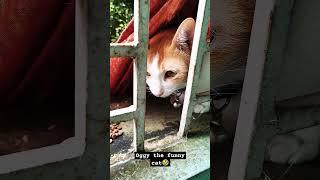 Oggy the funny cat #foryou #cat #shorts #reels #viralvideo #funny #catlover #cute