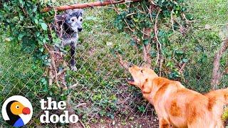 Golden Retriever Destroys Hedge Fence To Befriend New Neighbor | The Dodo