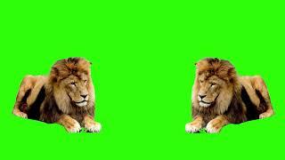 lion green screen video