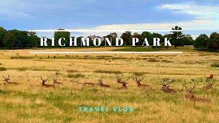 Richmond Park, London | Staying Local