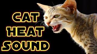 Cat in Heat| Male Cat Calling Female | Cat Sound | Cat Mating Call Sounds | Cat Voice | Cat Meeting