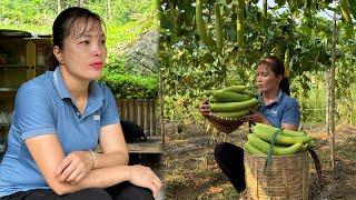 Making a chicken coop - Harvesting luffa to sell at the market