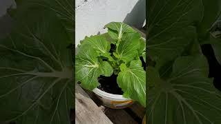 look at this...wow #asmr #short #amazing #plants #bok choy #petchay #vegetables