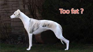 The Ideal Body Condition Of The Whippet And How To Tell If Yours Is At A Healthy Weight