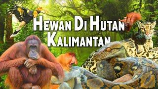 Kami Menjelajahi Hutan Kalimantan & Bertemu Ular Tangkalaluk Raksasa, Orang Utan, Bekantan & Lainya