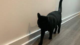 Bombay cat vs Black American Shorthair KEY DIFFERENCES