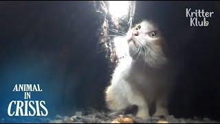 Das arme Kätzchen, das in einer engen Grube steckt, wartet auf die Hilfe der Passagiere (Vollversio