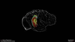 Evolutionary change in hippocampus and brain structure