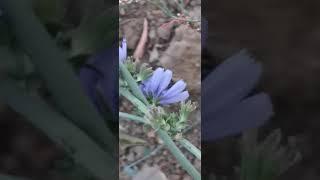 BEAUTY Chicory (Kasnı) Flowering and Honeybees #Shorts