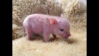CUTE MICRO PIG | MINI PIG VIDEO Compilation