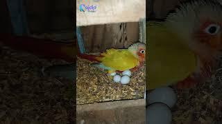 Sun Cheek Conure Laing Eggs  || Hyper Red Sun Cheek Conure  ||Rajdip Aviary  #minivlog #birds