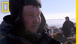 Man Castrates Reindeer With His Teeth | National Geographic