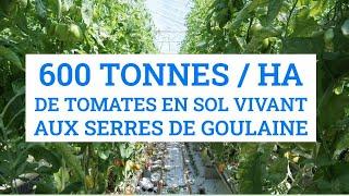 FRANÇOIS MULET, TOMATES SOL VIVANT en serres chauffées, aux serres de Goulaines