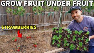 This REVOLUTIONARY Way Of Growing STRAWBERRIES Will Change Your Life!