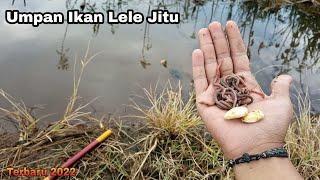 Umpan Ikan Lele Paling Ampuh 