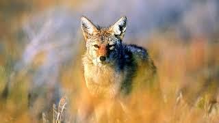 Golden Jackals (Canis Aureus) Calling Sounds