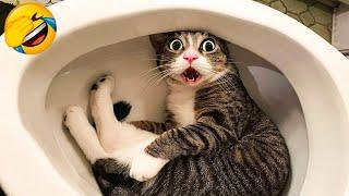 CATS you will remember and LAUGH all day! Funny Cats Videos 2023