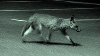 Urban fox calling in the UK