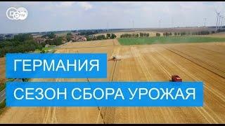 Как проходит сбор урожая зерна в Германии - #DailyDrone